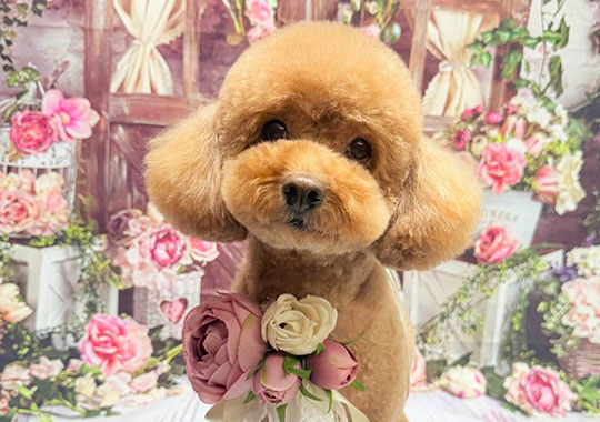 Dog Salon