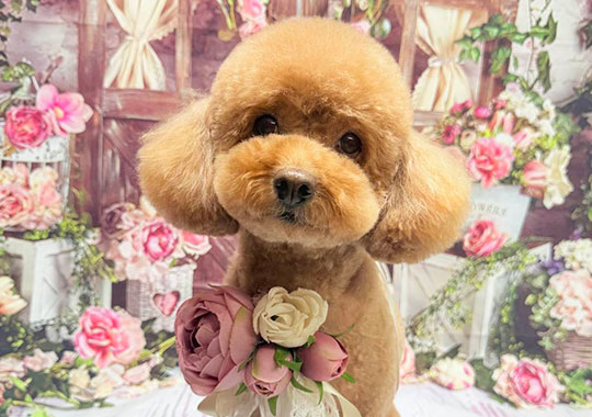 サービス03 Dog Salon